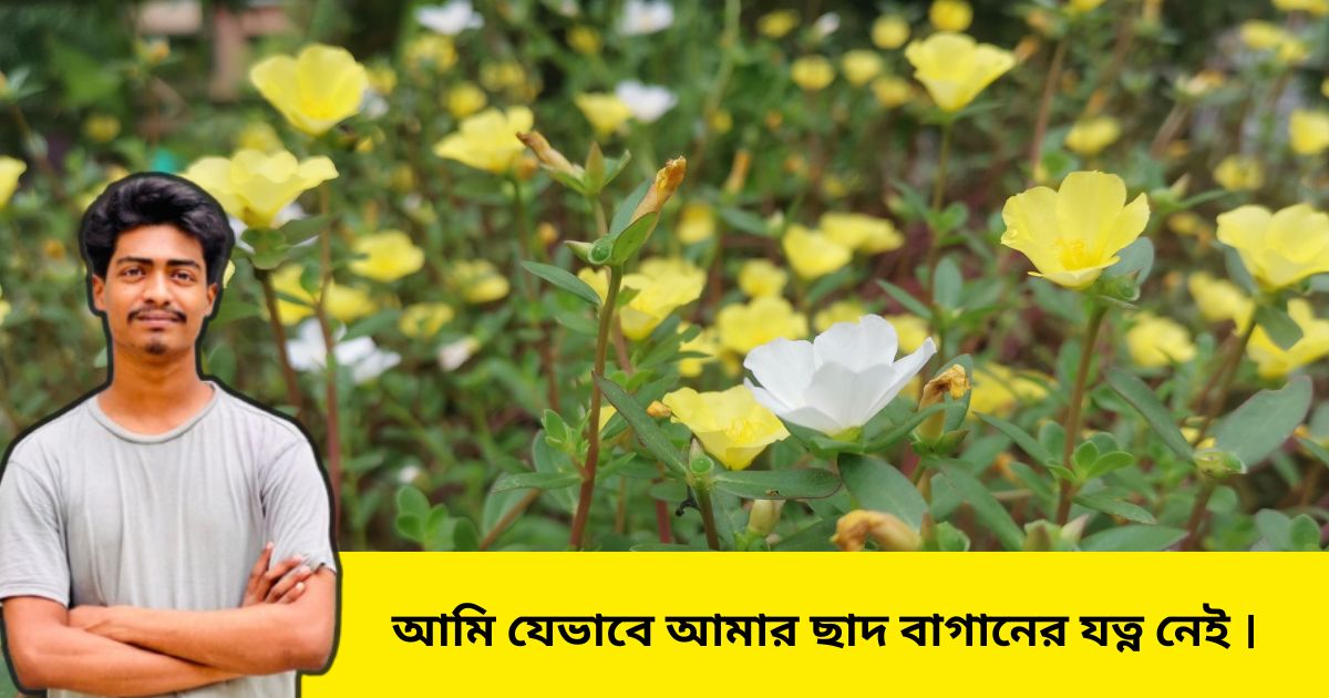 ছাদ বাগান, ছাদ বাগানের যত্ন, আমি যেভাবে আমার ছাদ বাগানের যত্ন নেই।ছাদ বাগান, ছাদ বাগানের যত্ন, আমি যেভাবে আমার ছাদ বাগানের যত্ন নেই।